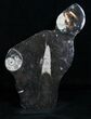 Fossil Goniatite & Orthoceras Sculpture - / (Repaired) #4945-1
